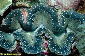 Image result for tridacna