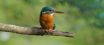 Image result for vogel