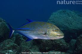 Image result for Caranx melampygus