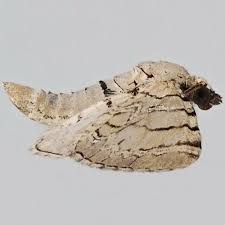 Attēlu rezultāti vaicājumam “Eupithecia venosata”