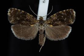 Attēlu rezultāti vaicājumam “Celypha siderana”