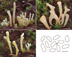 Attēlu rezultāti vaicājumam “Clavaria argillacea”