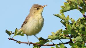 Image result for Hippolais polyglotta