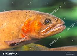 Image result for Oncorhynchus clarkii