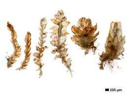 Attēlu rezultāti vaicājumam “Cephalozia connivens”