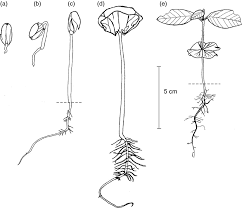 Attēlu rezultāti vaicājumam “Arcyria affinis young”