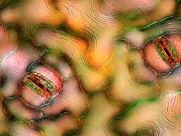 Attēlu rezultāti vaicājumam “Comatricha nigra macro”