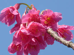 Image result for 緋寒桜