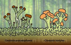 Attēlu rezultāti vaicājumam “Cladonia botrytes”