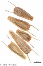 Attēlu rezultāti vaicājumam “Bidens tripartita fruit”