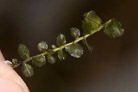 Attēlu rezultāti vaicājumam “Plagiomnium ellipticum”