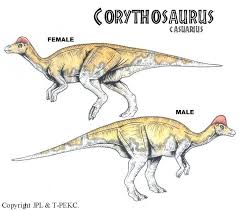 Bildergebnis für corythosaurus