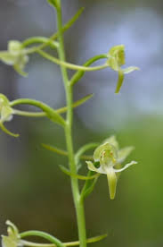 Attēlu rezultāti vaicājumam “Platanthera chlorantha flower”