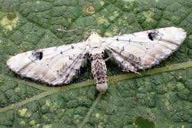 Attēlu rezultāti vaicājumam “Eupithecia centaureata”