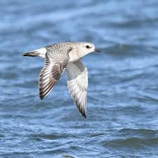 Attēlu rezultāti vaicājumam “Pluvialis squatarola”