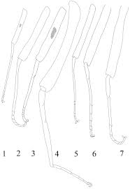 Attēlu rezultāti vaicājumam “Heptagenia sulphurea female”