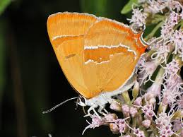 Attēlu rezultāti vaicājumam “Thecla betulae female”