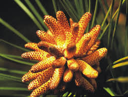 Attēlu rezultāti vaicājumam “Pinus pumila male flower”