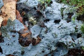 Attēlu rezultāti vaicājumam “Byssocorticium atrovirens”