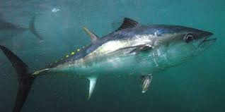 Image result for giant tuna