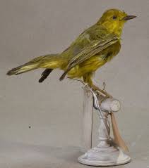 Image result for Dendroica petechia