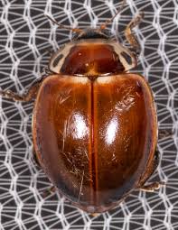 Attēlu rezultāti vaicājumam “Myzia oblongoguttata”