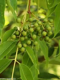 Attēlu rezultāti vaicājumam “Phellodendron amurense fruit”