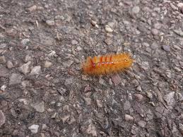 Attēlu rezultāti vaicājumam “Acronicta aceris larva”