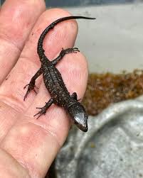 Attēlu rezultāti vaicājumam “Lepidosaphes ulmi imago”