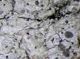 Attēlu rezultāti vaicājumam “Cliostomum corrugatum”