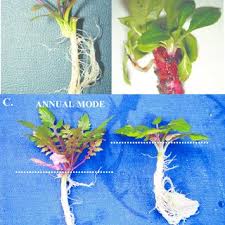 Attēlu rezultāti vaicājumam “Microrrhinum minus leaf”