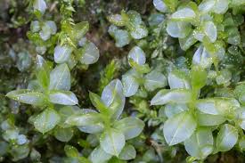 Attēlu rezultāti vaicājumam “Plagiomnium medium”