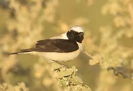 Image result for Oenanthe hispanica