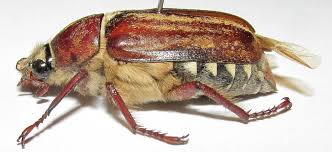 Attēlu rezultāti vaicājumam “Amphimallon solstitiale”