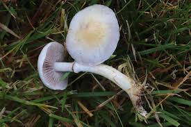 Attēlu rezultāti vaicājumam “Badhamia nitens macro”