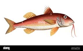 Image result for Mullus surmuletus