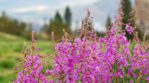 Attēlu rezultāti vaicājumam “Epilobium angustifolium flower”