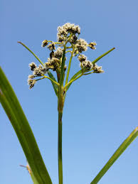 Attēlu rezultāti vaicājumam “Scirpus sylvaticus bud”