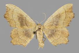 Attēlu rezultāti vaicājumam “Idaea emarginata”