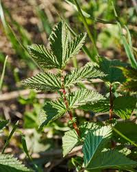Attēlu rezultāti vaicājumam “Filipendula ulmaria  leaf”