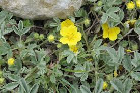 Attēlu rezultāti vaicājumam “Potentilla arenaria”