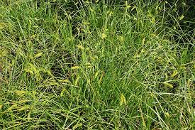 Attēlu rezultāti vaicājumam “Carex vesicaria”