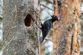 Attēlu rezultāti vaicājumam “Dryocopus martius adult”