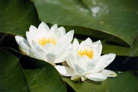 Attēlu rezultāti vaicājumam “Nymphaea alba flower”