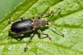 Attēlu rezultāti vaicājumam “Phyllobius”