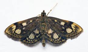 Attēlu rezultāti vaicājumam “Anania stachydalis”