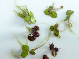 Attēlu rezultāti vaicājumam “Spirodela polyrhiza”