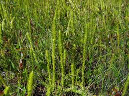 Attēlu rezultāti vaicājumam “Lycogala botrydium”