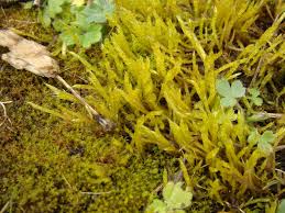 Attēlu rezultāti vaicājumam “Brachythecium”