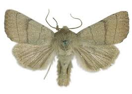 Attēlu rezultāti vaicājumam “Charanyca trigrammica”